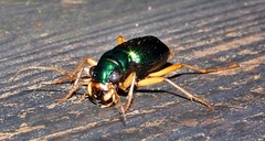 Tetracha virginica