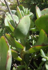 Cotyledon orbiculata orbiculata