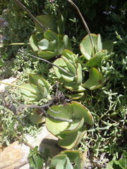 Cotyledon orbiculata orbiculata