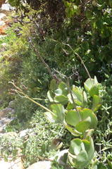 Cotyledon orbiculata orbiculata