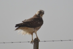 Geranoaetus polyosoma