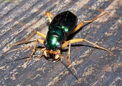 Tetracha virginica