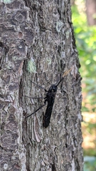 Urocerus cressoni