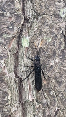 Urocerus cressoni