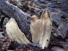 Underwoodia columnaris