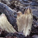 Underwoodia columnaris - Photo 由 ROGER W HEIDT 所上傳的 (c) ROGER W HEIDT，保留部份權利CC BY-NC