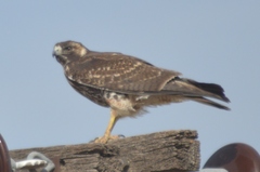 Geranoaetus