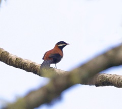 Entomodestes leucotis