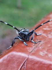 Anoplophora glabripennis
