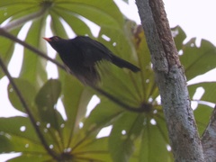 Turdus serranus