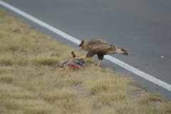 Lycalopex gymnocercus