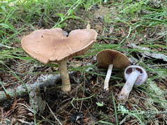 Cortinarius caninus