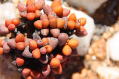 Crassula elegans elegans