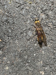 Eriotremex formosanus