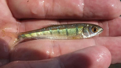 Opsaridium peringueyi