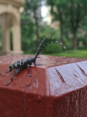 Anoplophora glabripennis