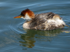 Rollandia microptera