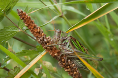 Gampsocleis sedakovii