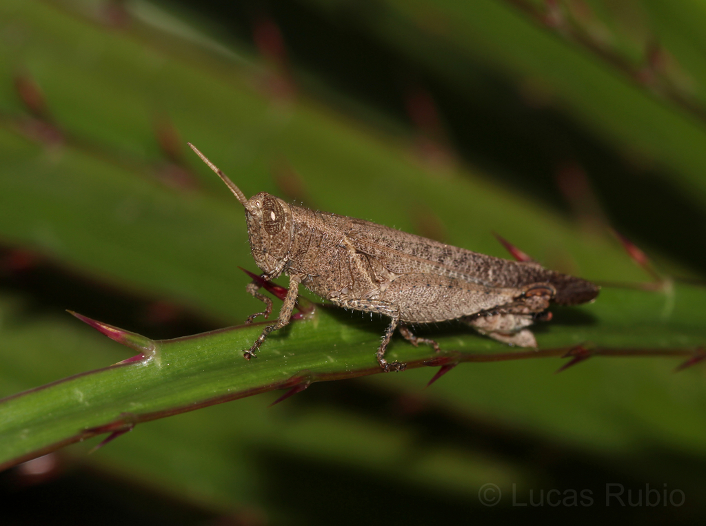 Abracris dilecta