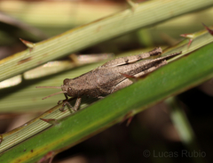 Abracris dilecta