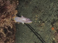 Prostheceraeus moseleyi