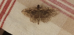 Philereme transversata