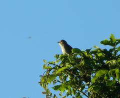 Prinia subflava pondoensis