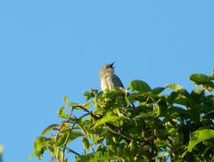 Prinia subflava pondoensis