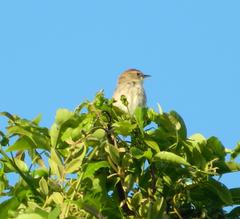 Prinia subflava pondoensis