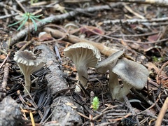 Spodocybe trulliformis