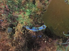 Felimare fontandraui