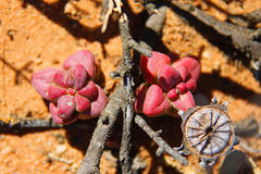 Crassula elegans elegans