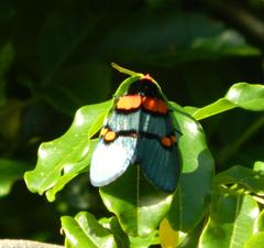 Egybolis vaillantina