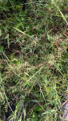 Dichanthelium microcarpon