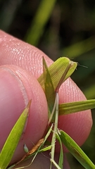 Dichanthelium microcarpon