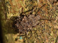 Syrphetodes marginatus