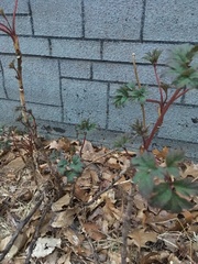 Paeonia × suffruticosa