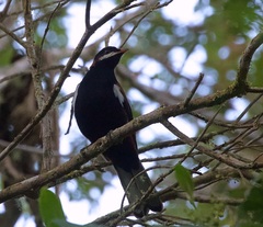 Entomodestes leucotis