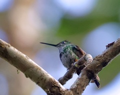 Elliotomyia viridicauda