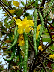 Handroanthus serratifolius