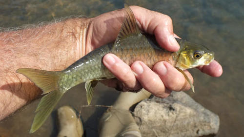 Labeobarbus marequensis