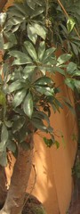 Heptapleurum arboricola