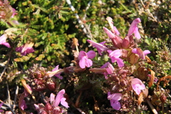 Pedicularis sylvatica