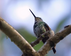 Elliotomyia viridicauda