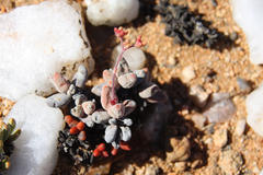 Crassula grisea