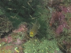 Gobius xanthocephalus