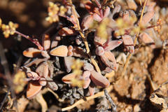 Crassula grisea