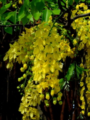 Cassia fistula