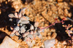Crassula grisea
