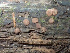 Adelphella babingtonii